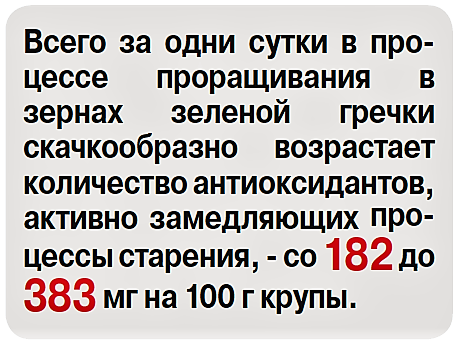 Гречка на вырост - «Новости»