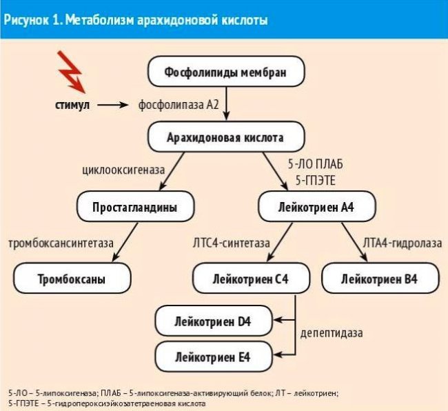 Новые возможности в лечении аллергического ринита - «Аллергология»