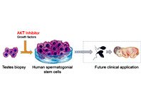 Американские ученые хотят лечить мужское бесплодие стволовыми клетками - «Новости»