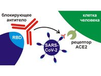Отечественные антитела показали свою силу против коронавируса - «Новости»