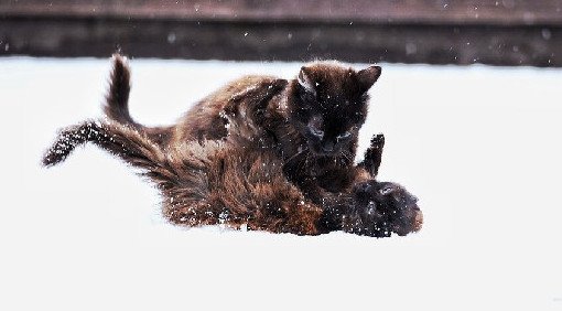 Болезнь на мягких лапах: наличие кошек в доме повышает риск развития шизофрении у хозяев — учёные Люди, у которых есть - «Психиатрия»