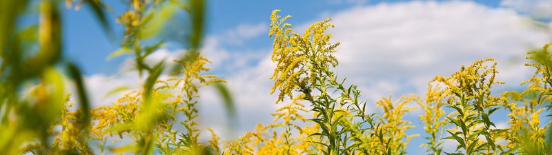 Почему цветы в букете могут быть опасны, даже если они не цветут на улице? - «Новости Медицины»