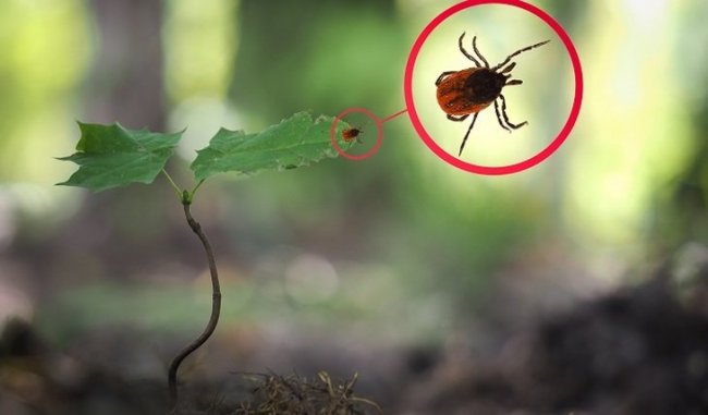 Как спастись от болезни Лайма - «Новости»