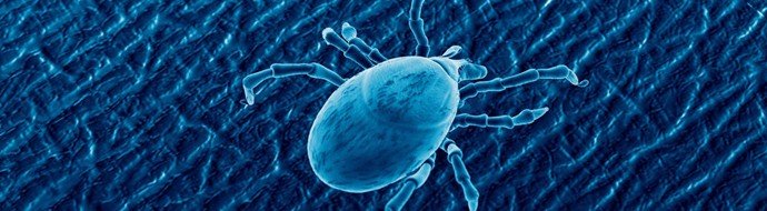 Эксперты прогнозируют, что в этом году клещи проснутся раньше обыкновенного - «Новости Медицины»