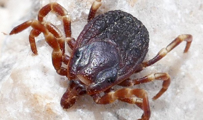 Россиянам угрожают клещи-мутанты - «Новости Медицины»
